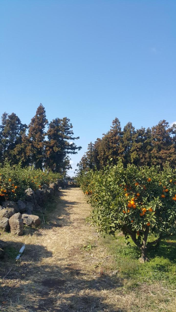 Jeju Mermuri Yerye-dong Экстерьер фото