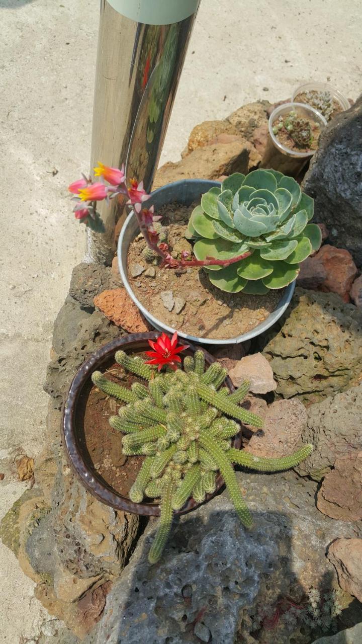 Jeju Mermuri Yerye-dong Экстерьер фото